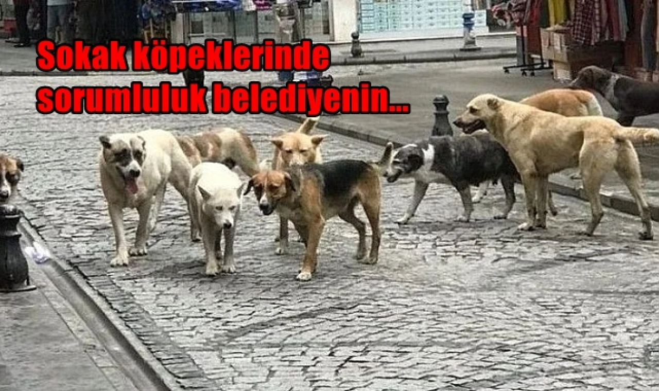 Sokak köpeklerinde sorumluluk belediyenin