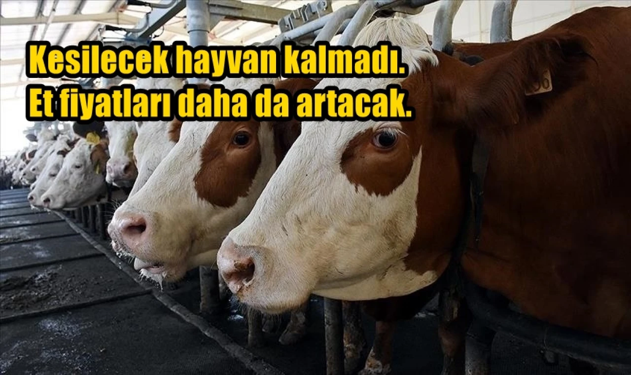 Kesilecek hayvan kalmadı