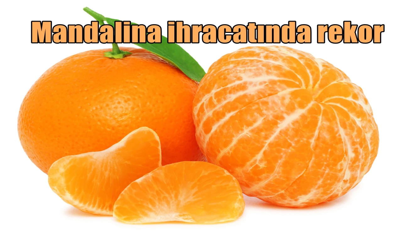 Mandalina ihracatında rekor