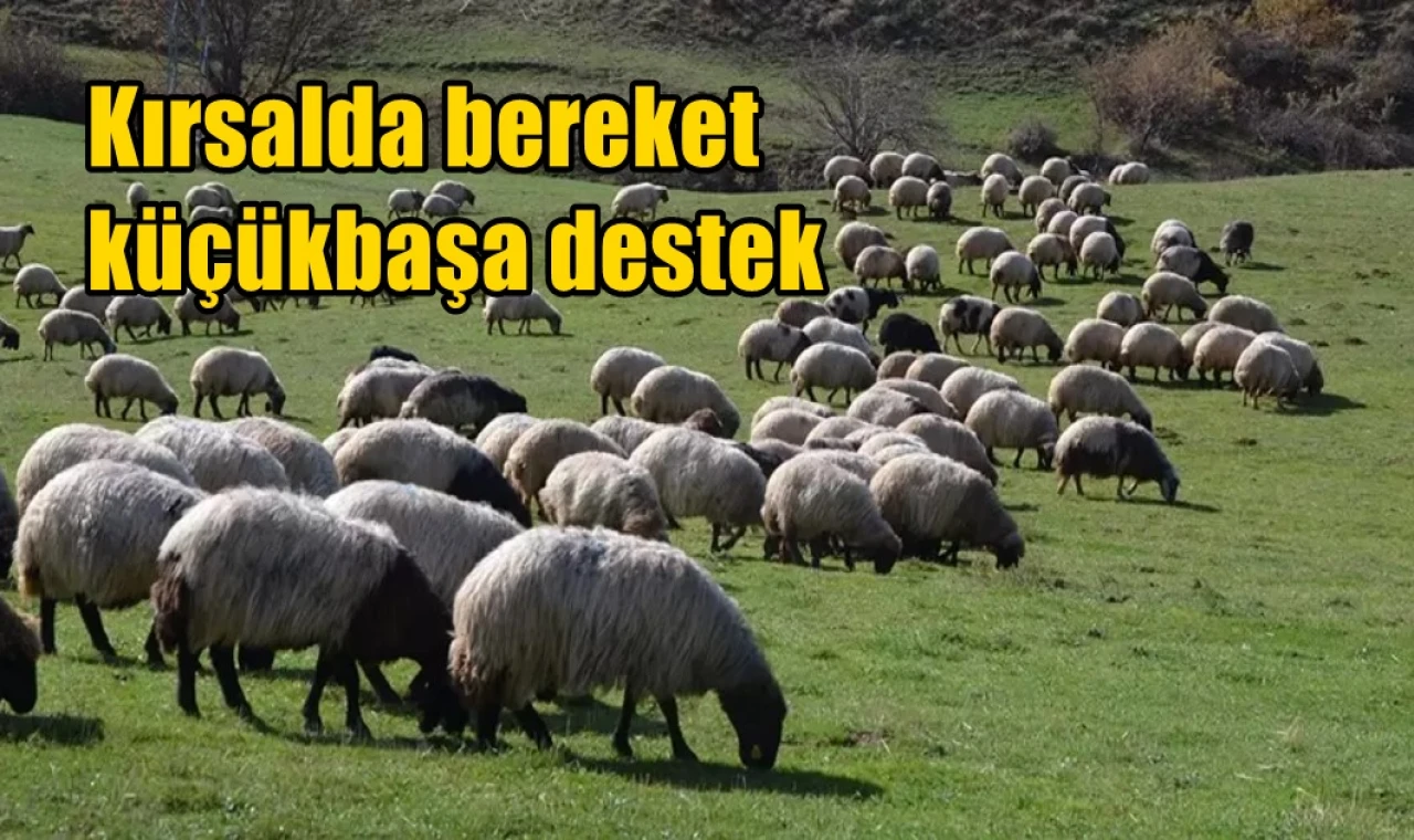 Kırsalda bereket küçükbaşa destek