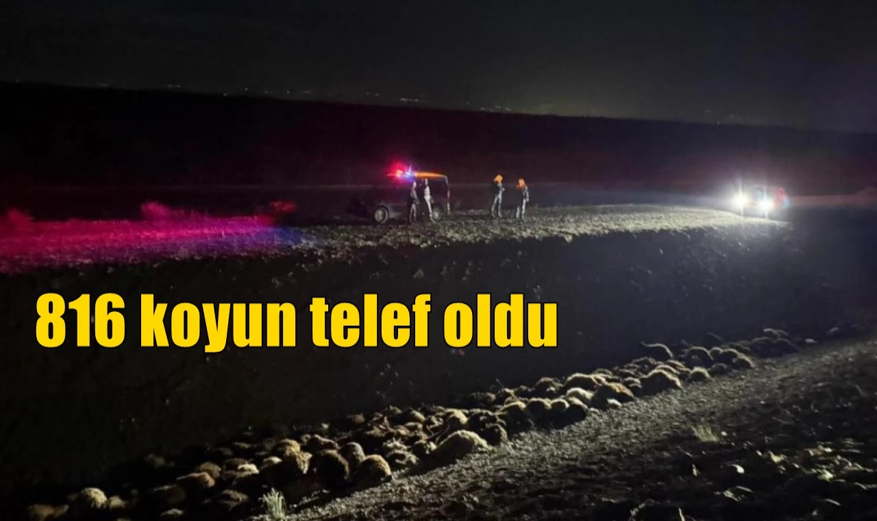 816 koyun telef oldu