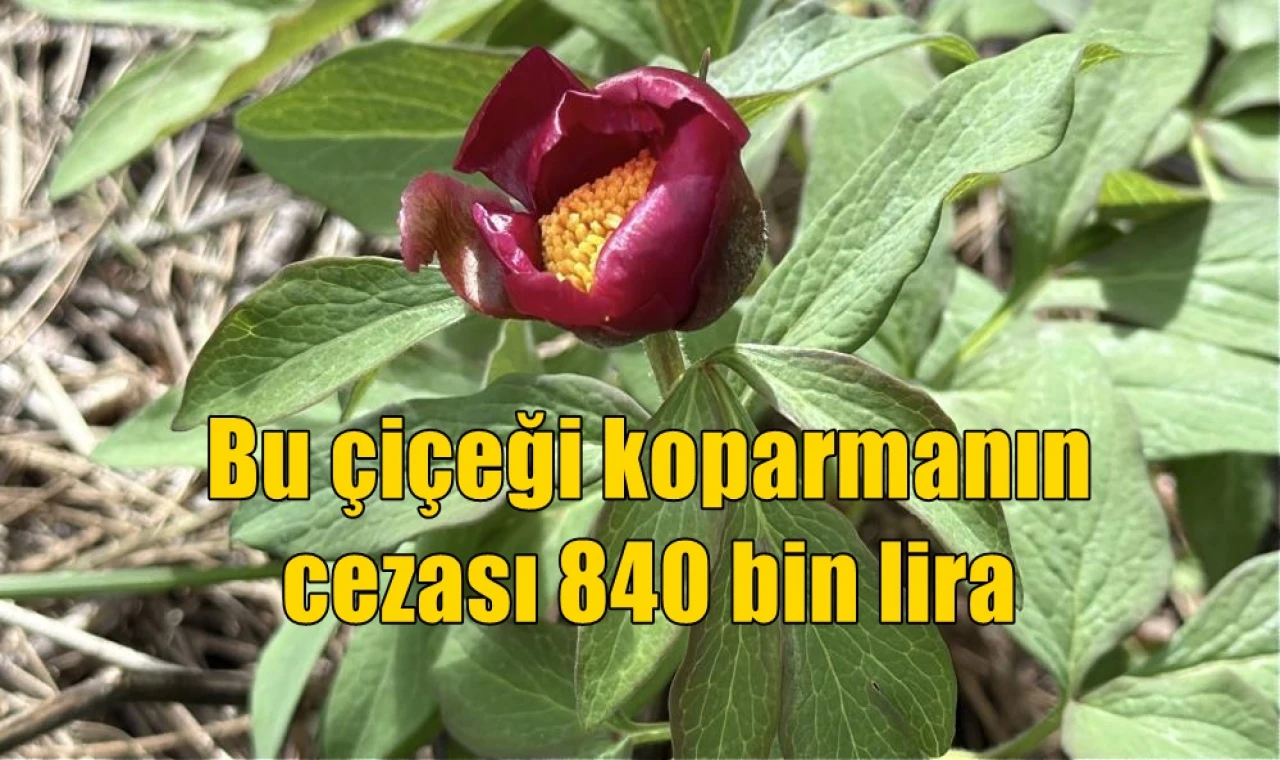 Bu çiçeği koparmanın cezası 840 bin lira