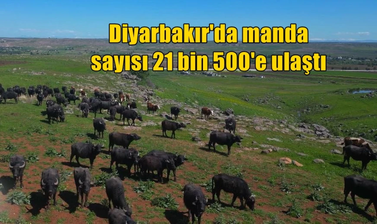 Diyarbakır'da manda sayısı 21 bin 500'e ulaştı