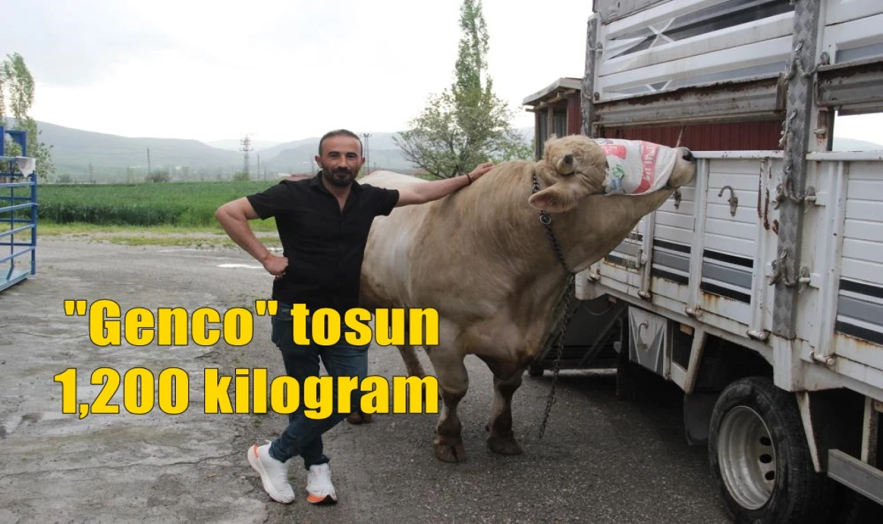 "Genco" tosun 1.200 kilogram