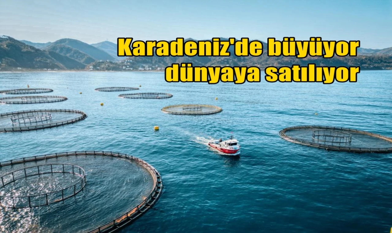 Karadeniz'de büyüyor dünyaya satılıyor