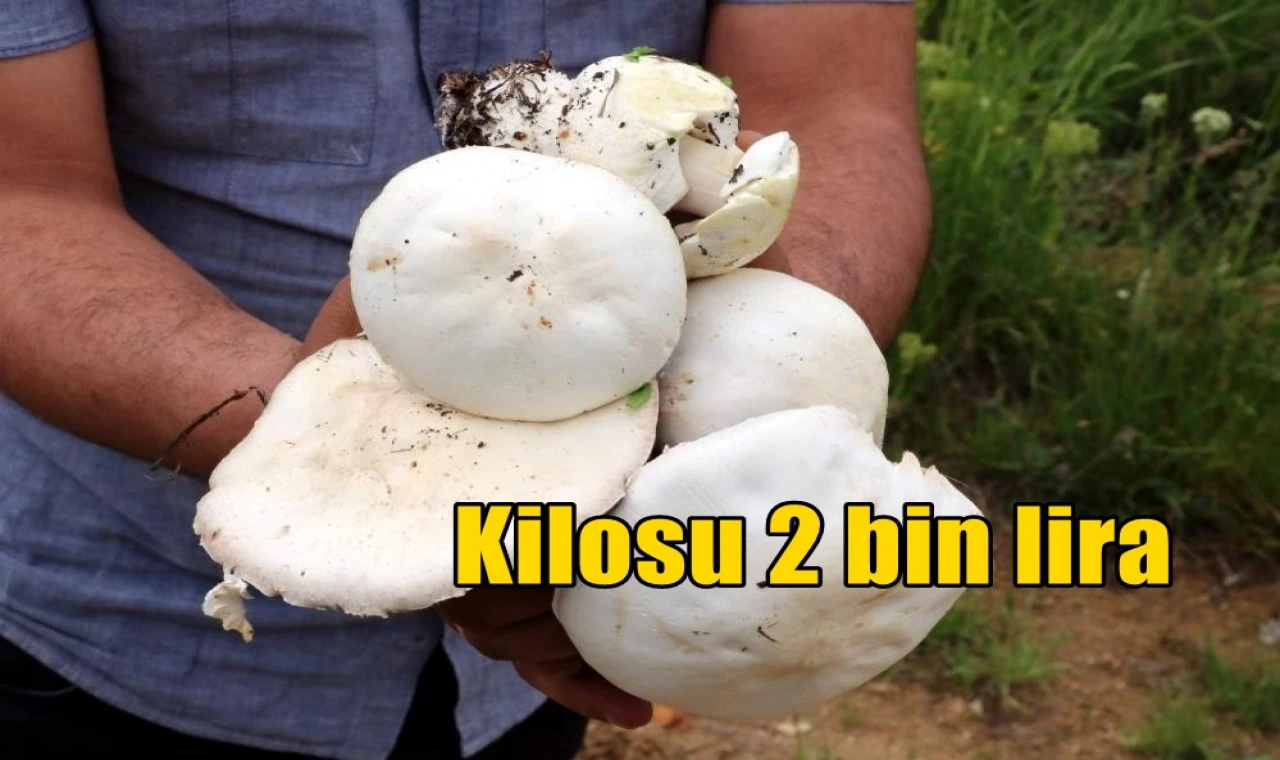 Kilosu 2 bin lira