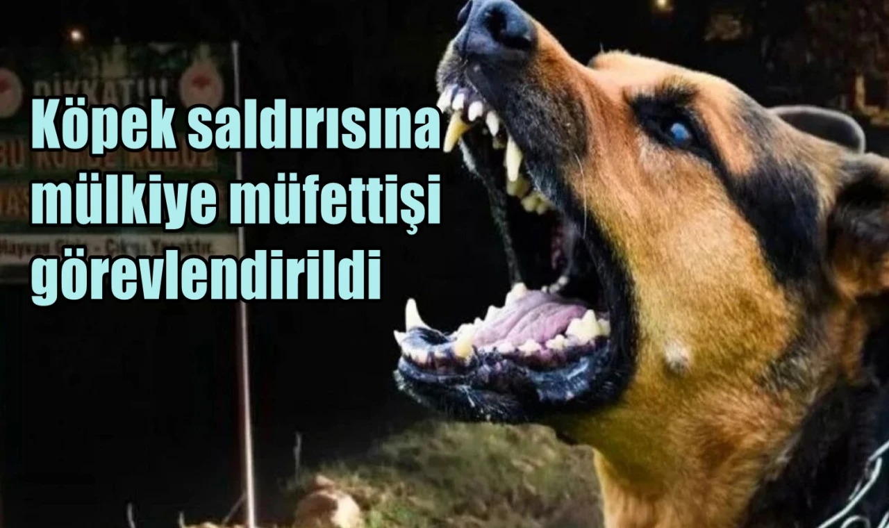 Köpek saldırısına  mülkiye müfettişi görevlendirildi