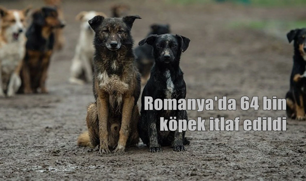 Romanya'da 64 bin köpek itlaf edildi