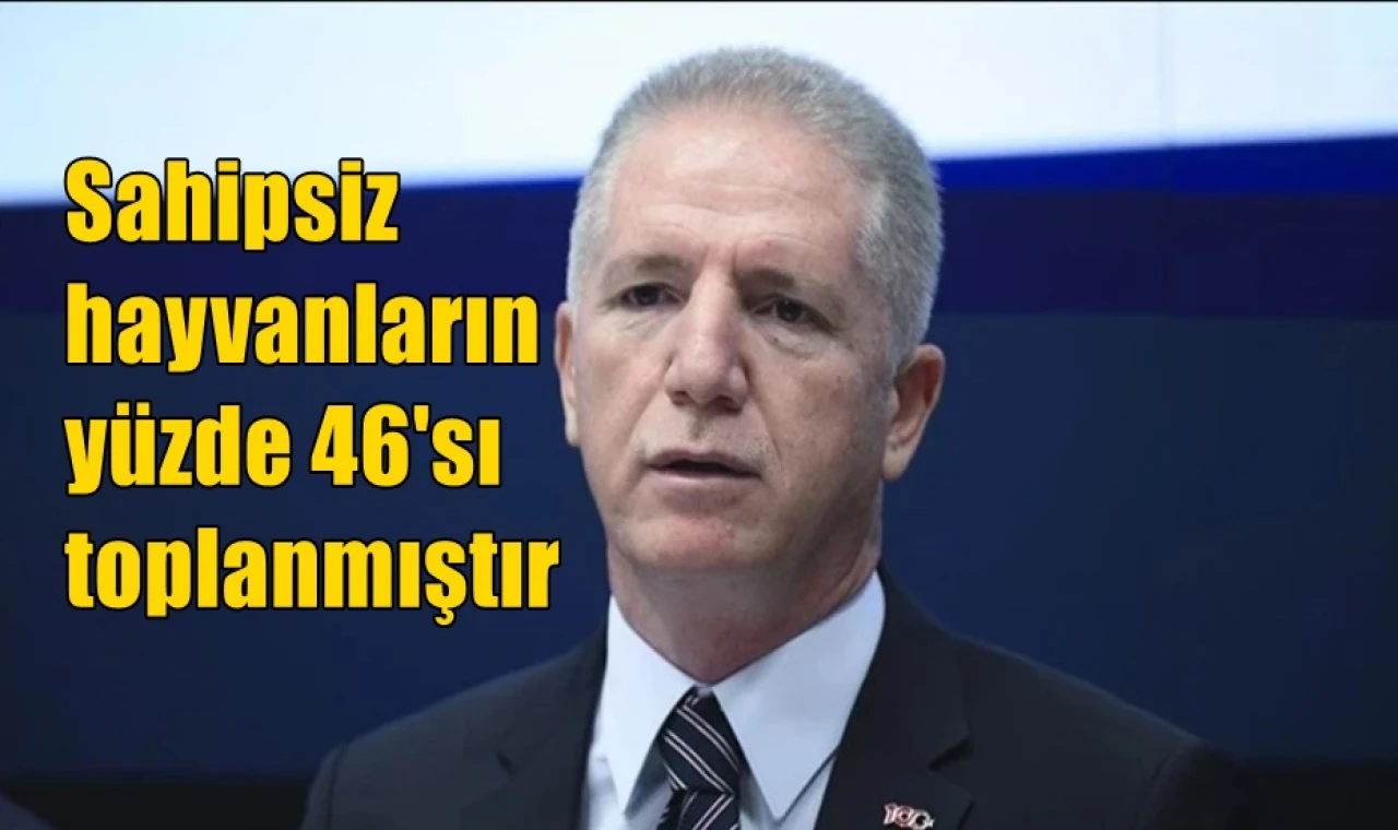 Sahipsiz hayvanların yüzde 46'sı toplanmıştır