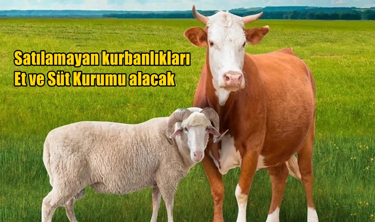 Satılamayan kurbanlıkları  Et ve Süt Kurumu alacak