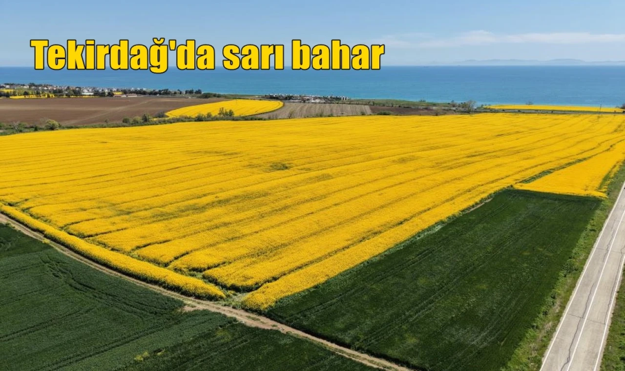 Tekirdağ'da sarı bahar