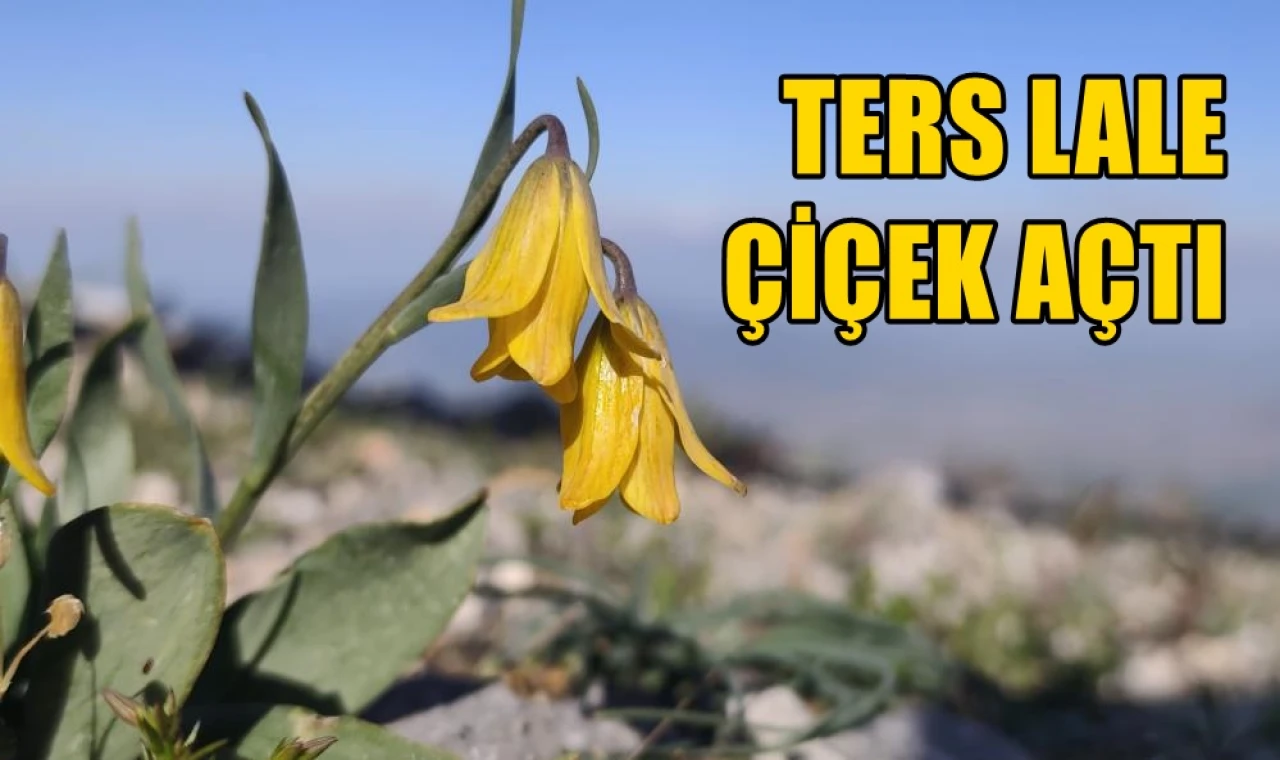 Ters lale çiçek açtı