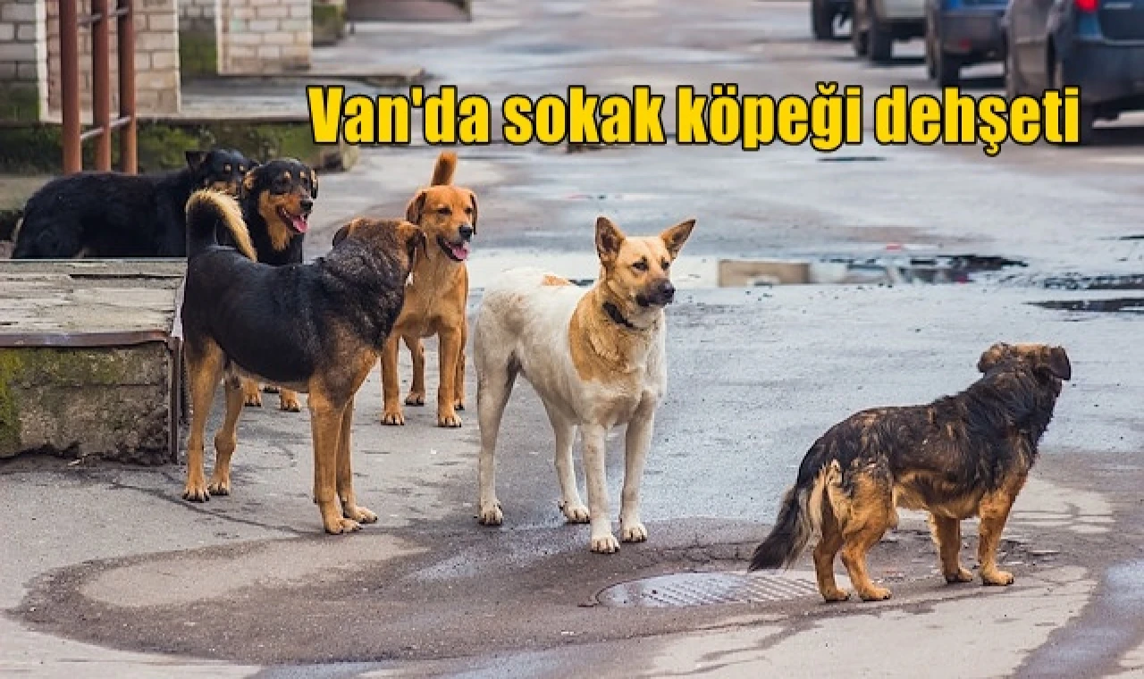 Van'da sokak köpeği dehşeti