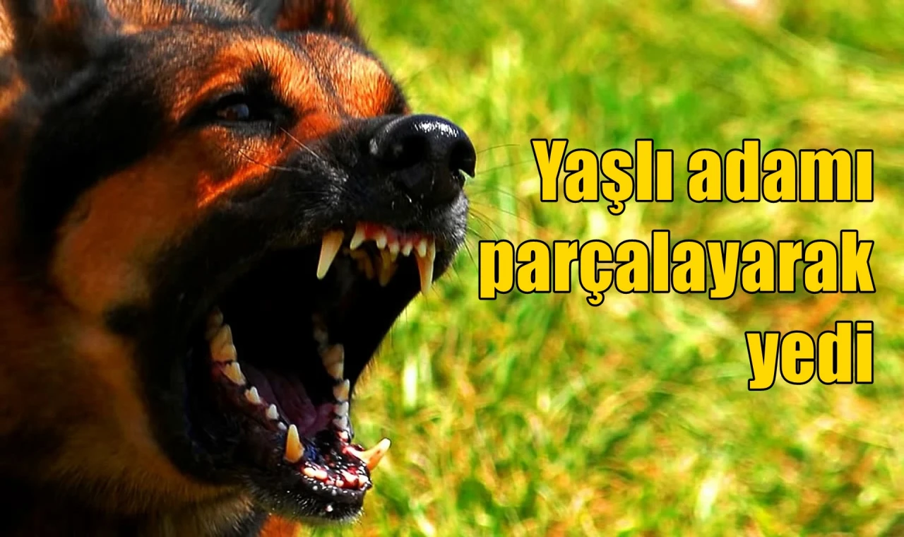 Yaşlı adama saldırıp öldürdü