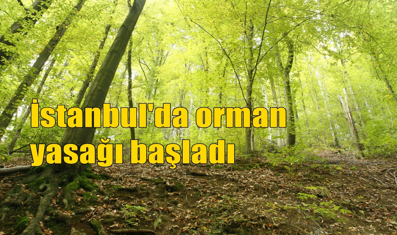 İstanbul'da orman yasağı başladı