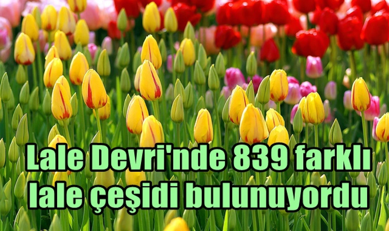 Lale Devri'nde 839 farklı lale çeşidi bulunuyordu