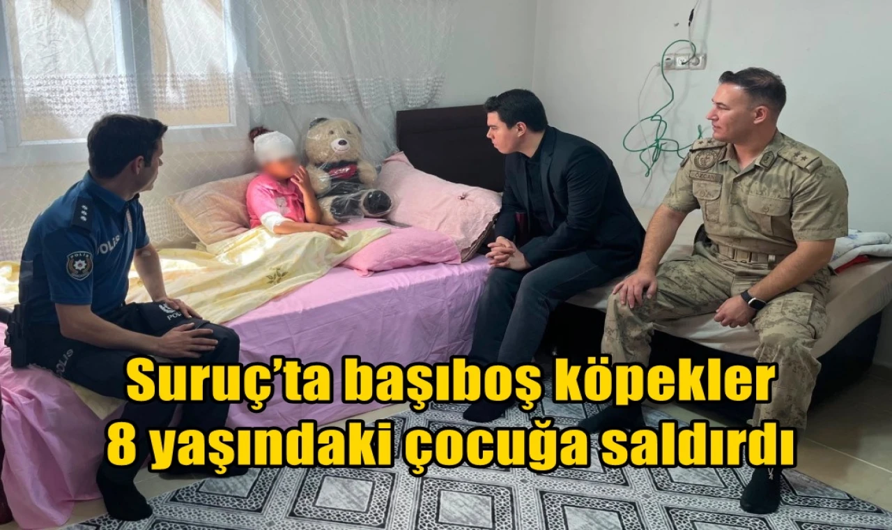 Suruç’ta başıboş köpekler  8 yaşındaki çocuğa saldırdı