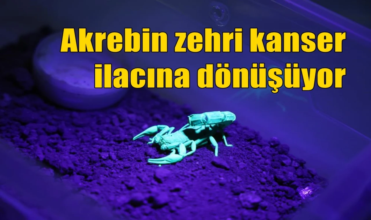 Akrebin zehri kanser ilacına dönüşüyor