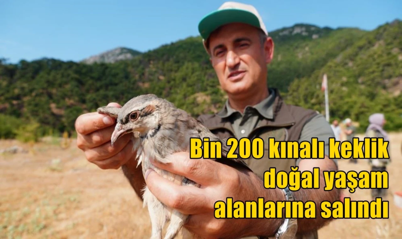Bin 200 kınalı keklik doğal yaşam alanlarına salındı