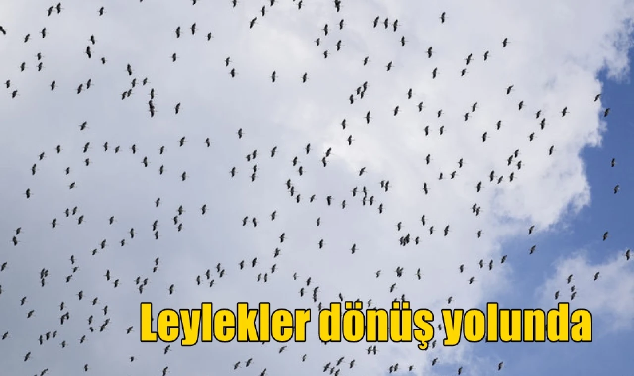 Leylekler dönüş yolunda