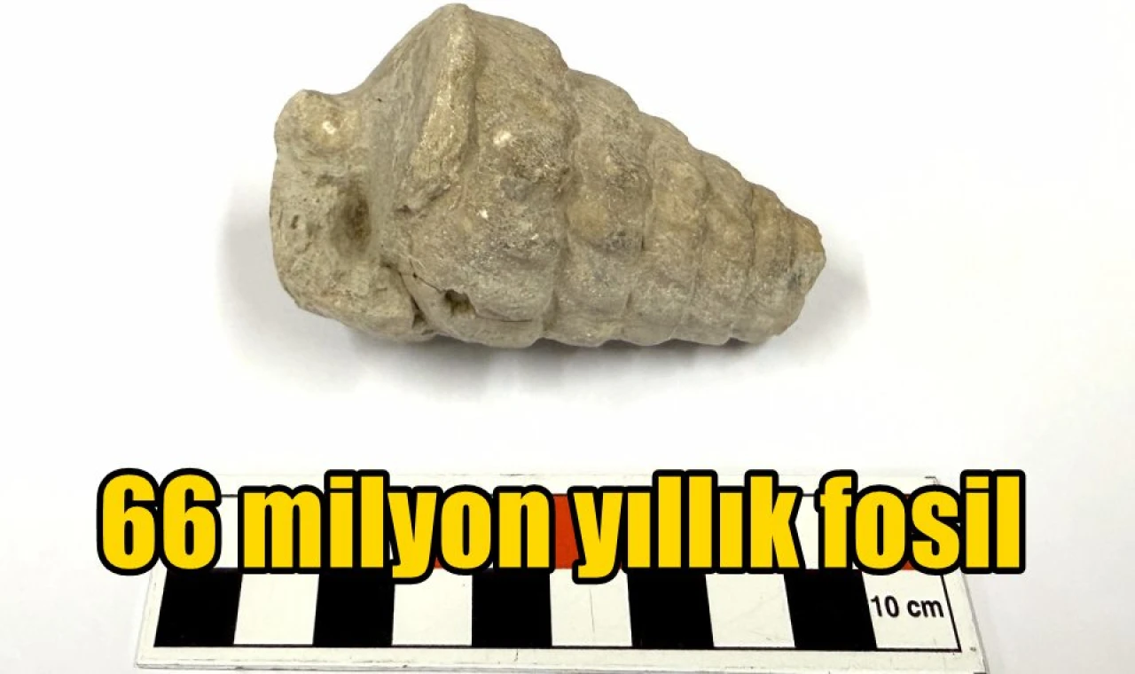 66 milyon yıllık fosil