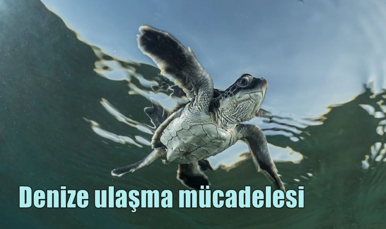 Denize ulaşma mücadelesi
