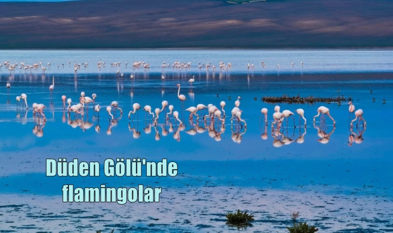 Düden Gölü'nde flamingolar