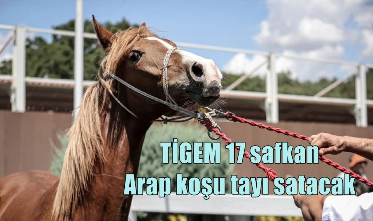 TİGEM 17 safkan Arap koşu tayı satacak
