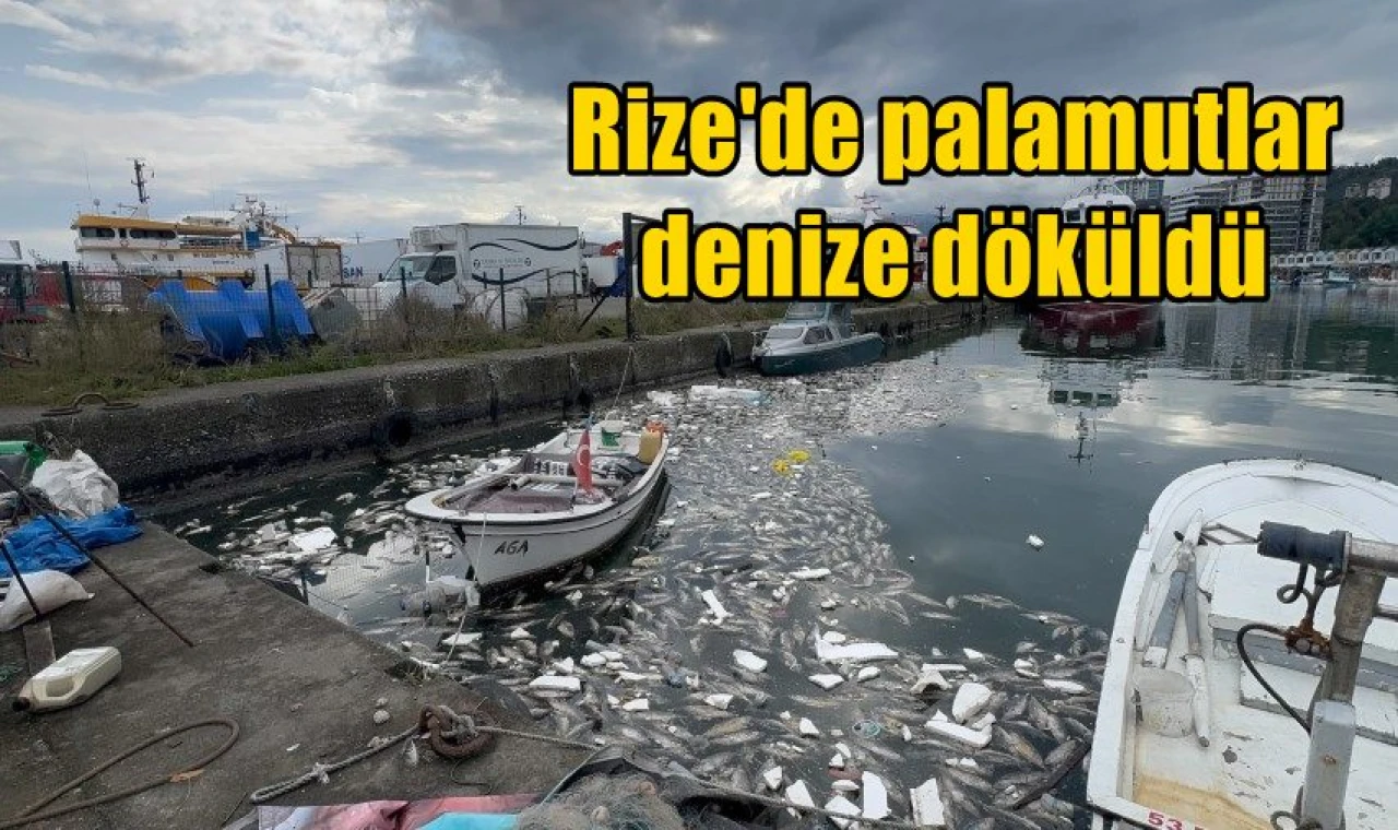 Rize'de palamutlar denize döküldü