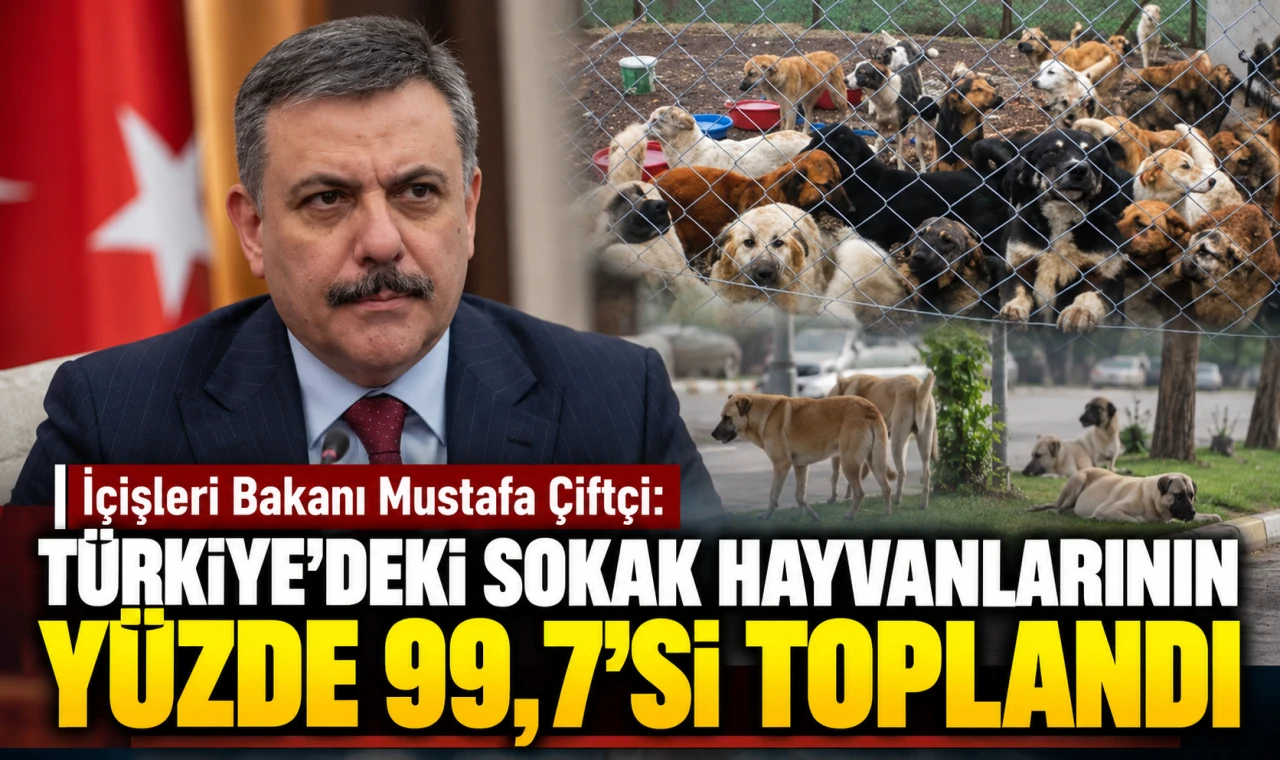 Türkiye'deki sokak hayvanlarının yüzde 99,7'sinin toplandı