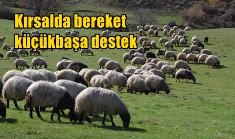Kırsalda bereket küçükbaşa destek