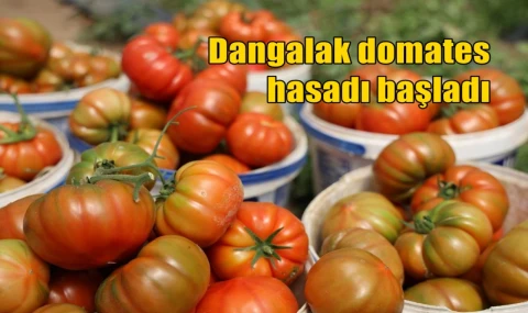 Dangalak domates hasadı başladı