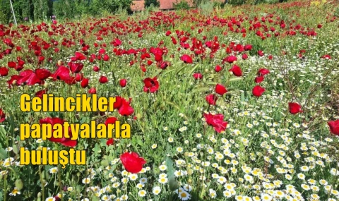 Gelincikler papatyalarla buluştu