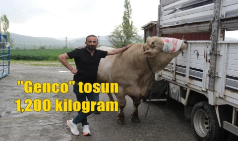 "Genco" tosun 1.200 kilogram