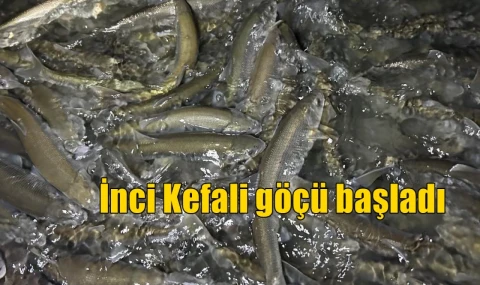 İnci Kefali göçü başladı