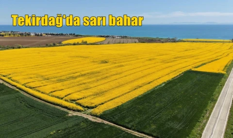 Tekirdağ'da sarı bahar