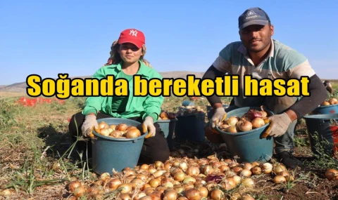 Soğanda bereketli hasat