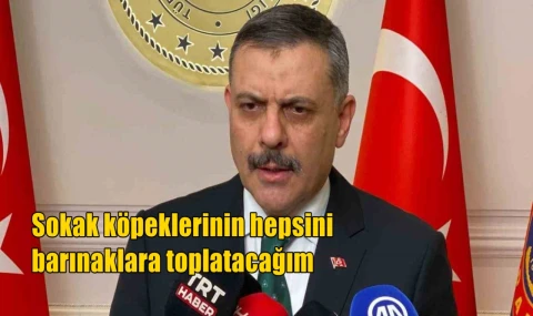 Sokak köpeklerinin hepsini barınaklara toplatacağım