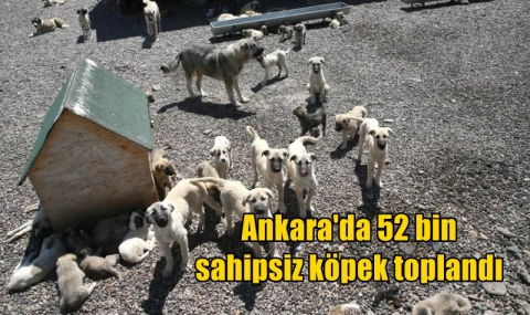 Ankara'da 52 bin sahipsiz köpek toplandı