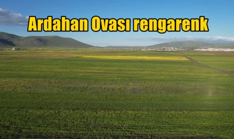 Ardahan Ovası rengarenk