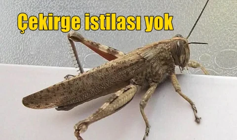 Çekirge istilası yok