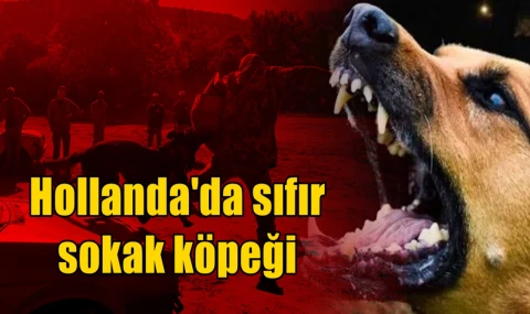 Hollanda'da sıfır sokak köpeği
