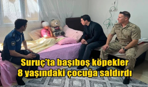 Suruç’ta başıboş köpekler  8 yaşındaki çocuğa saldırdı