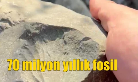 70 milyon yıllık fosil