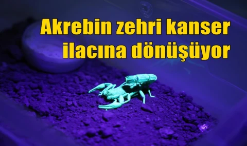 Akrebin zehri kanser ilacına dönüşüyor