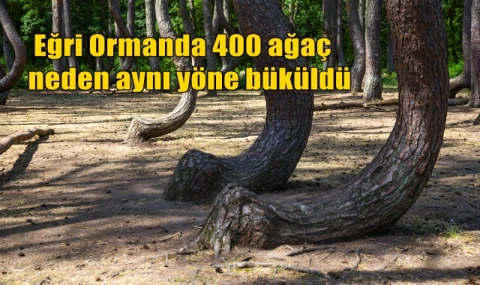 Eğri Ormanda 400 ağaç neden aynı yöne büküldü