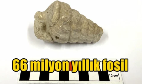 66 milyon yıllık fosil