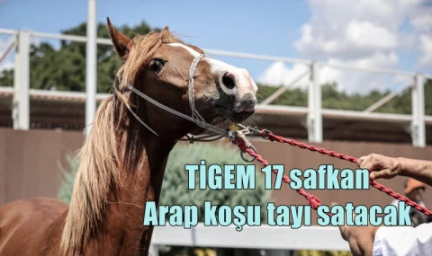TİGEM 17 safkan Arap koşu tayı satacak