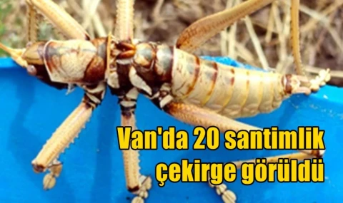Van'da 20 santimlik çekirge görüldü