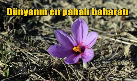 Dünyanın en pahalı baharatı